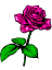 A Rose